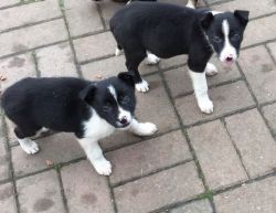 home Reared Border Collie Pups
