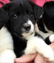 Border Collie Puppies ready for sale asap