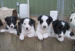 ABCA registered Border Collie pups from working cattle dog parents