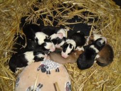 Border Collie Puppies ready