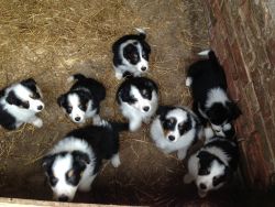 Outstanding Litter of Border collie puppies !!!