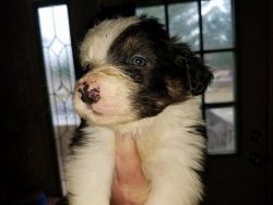 Border Collie Male and Female Pups