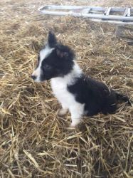 Stunning Border Collie Pups For Sale