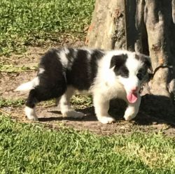 Male and female BORDER COLLIE PUPPIES available