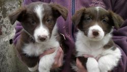 Priceless Border Collie Puppy For Re-Homing
