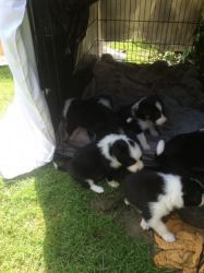 Super Adorable Border Collie Puppies