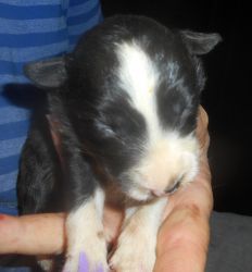 Decker - border pup in sw Minn.