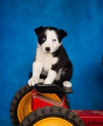 Collie Pups For Sale