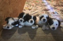 Border Collie Pups For Sale