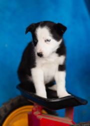 Border Collie Male and Female pups