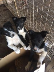 Border collie pups