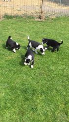 Top Quality Border Collie Puppies