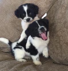 12 weeks old Border Collie puppies