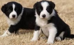 Beautiful Border Collie Puppies Available