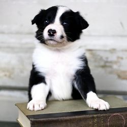 full blooded border collie puppies