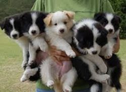 Border Collie puppies, for adoption