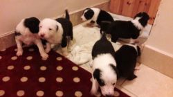 gorgeous Border collie puppies available.