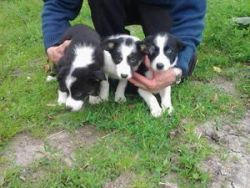 Border Collie Babys Now Ready