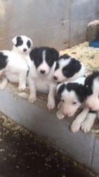 Border Collie Puppies available now