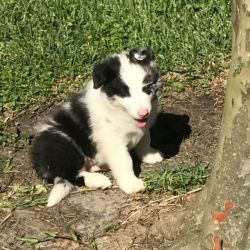 Friendly Border Collie Puppies Available