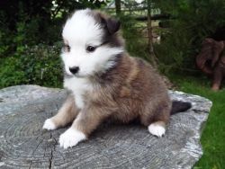 Beautiful Border Collie Puppies for sale