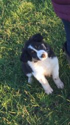 2 outstanding pure breed Border Collie puppies for adoption