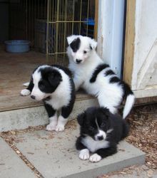 Beautiful Border Collie puppies ready