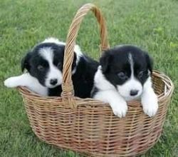 Adorable Border Collie pups (xxx) xxx-xxx1