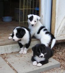 Beautiful Border Collie puppies
