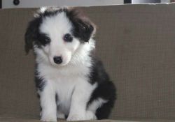 Charming Border Collie Puppies For Sale contact me at xxxxxxxxxx