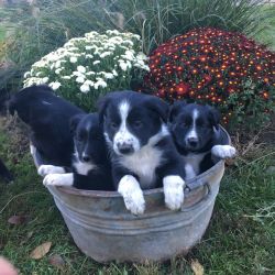 Full blooded registered handraised border collie puppies to approved h