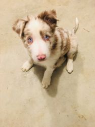 ABCA Male Red Merle Border Collie