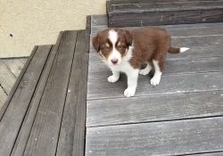 Beautiful Border Collie puppies ready For Sale