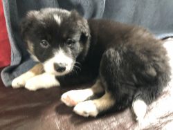 Mother’s Day Purebred Border Collies puppies