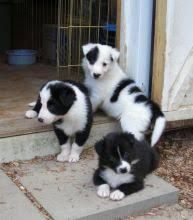 Cute and lovely Border Collie Puppies