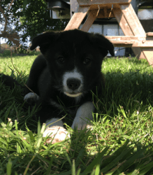 Border Collie Pups in Need of a Good Home