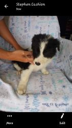 Border collie pups for sale