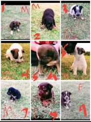 Puppys for sell