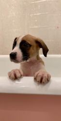 Boarder collie - pitbull puppy