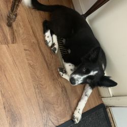 Selling 5 month old pure breed border collie