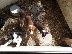Purbred Border collies for sale 8 weeks old