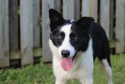 Beautiful male border collie for sale