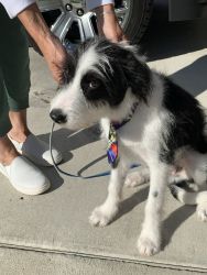 Border Collie/Terrier mix for sale