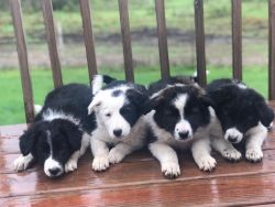 Border collie puppies