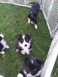 Border Collie Aussie Puppies