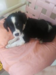 Adorable puppy for sale border collie :)