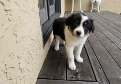 Home Raised Border Collie Puppies For Sale