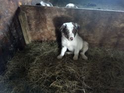 For sale Border Collie female puppies