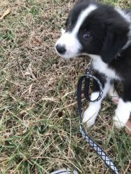 3 month old Border Collie