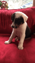 5 male puppies need to go to good homes